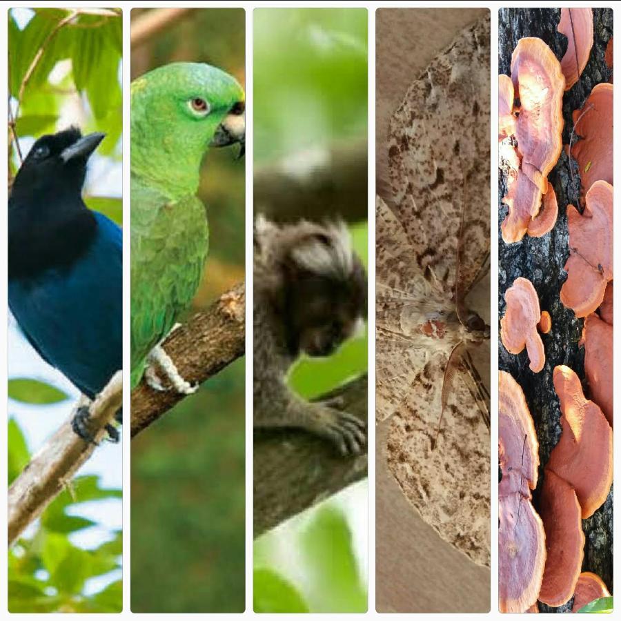 Pousada Hang Conectada Com A Natureza Флорианополис Экстерьер фото