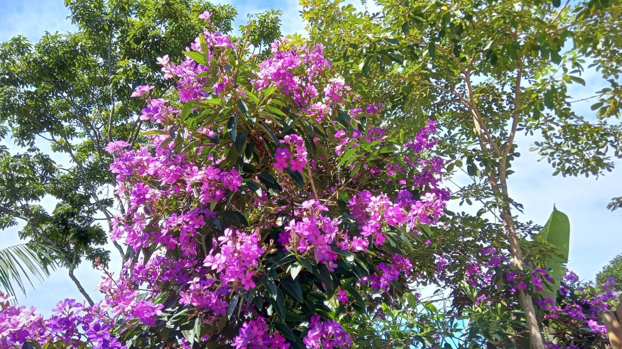 Pousada Hang Conectada Com A Natureza Флорианополис Экстерьер фото
